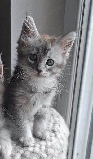   Reinrassige Maine Coon Kitten  