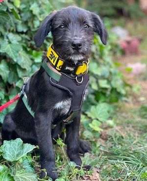 MILLIE - liebevolles Hundemädchen sucht ihr Zuhause (wartet in Rumänien)