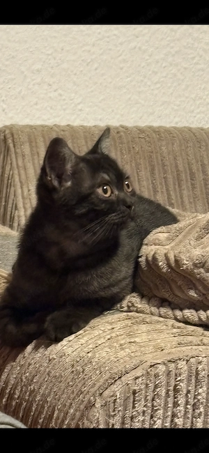 Süßer BKH Schmusekater