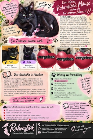 Zuckersüße Katzenkinder   Kitten