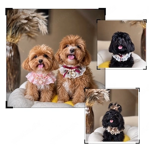 Maltipoo Welpen