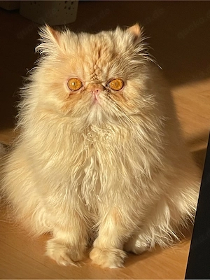     Perserkatze