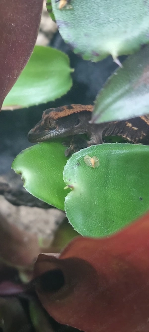 0.0.1 Cappuccino (Crested Gecko) kronengecko 