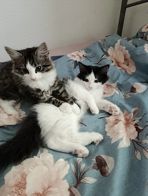 Zwei Maine-Coon Mix Brüder suchen neue Familie 