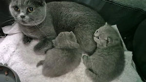 Verkaufe Britische Kurzhaar Katzen (nur Telefonisch melden)