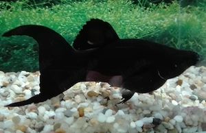 Black Molly