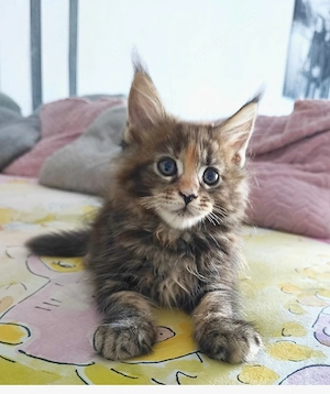 Reinrassige Maine Coon Kitten 
