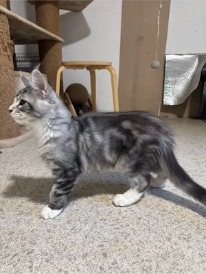 Maine Coon Reinrassig sind Abgabebereit wollen neue Herausfoderung annehmen