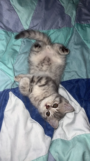 BKH Kitten Tabby