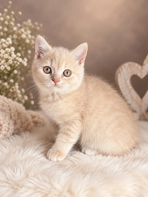 Britisch Kurzhaar Kitten Kater creme männlich