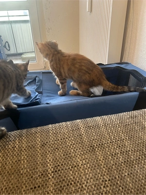 wir verkaufen ein kitten 
