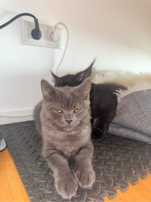 BKH- & Maine-Coon-Kitten suchen gemeinsam ein Zuhause