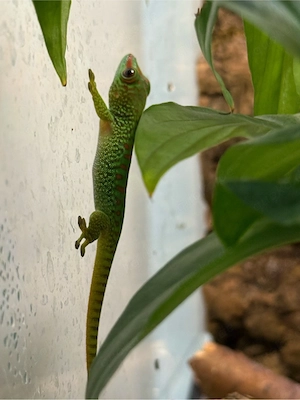 phelsuma grandis Nachzucht