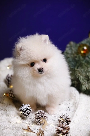 Reinrassige Zwergspitz Pomeranian Welpen