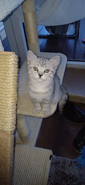 BKH zuckersüßen Kitten  suchen ein Neues Zuhause männlich und weiblich