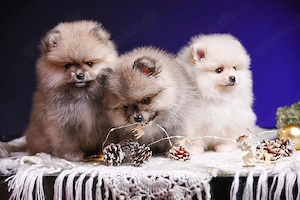 Zwergspitz Pomeranian Welpen