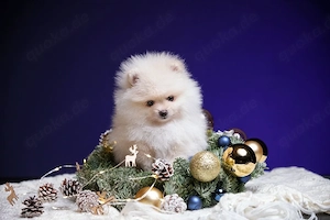 Zwergspitz Pomeranian Welpen