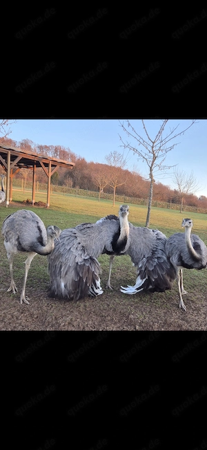 Nandu Susi und Strolch  3 jähriges Nandupärchen 