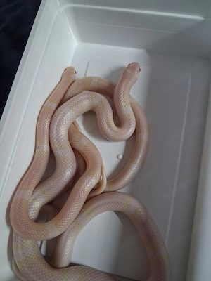 Lampropeltis hondurensis snow