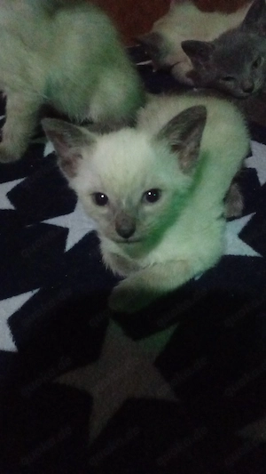 katzenkinder geb.am 13.07.2026