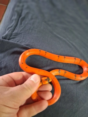 Lampropeltis hondurensis hypo vanish 