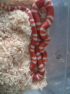 Lampropeltis hondurensis