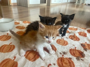 maine coon kitten (kater)