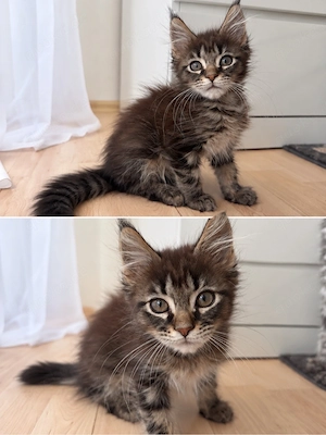 Maine coon Kitten