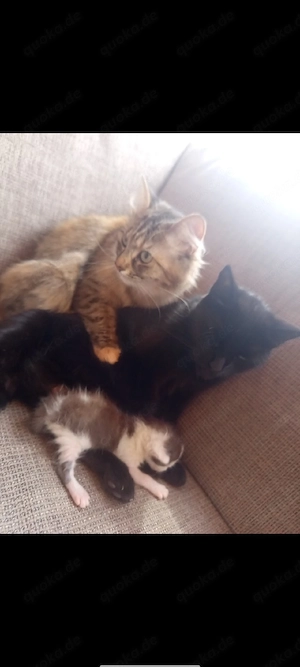 2 Katzen Geschwister