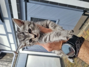 Süsse Kitten suchen neues Zuhause