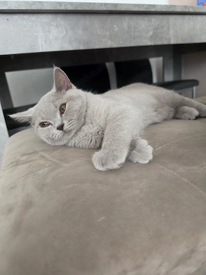 BKH Katze Lilac 4 Monate 