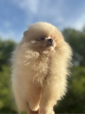 Pomeranian