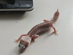 0.1 Galaxy Pied 