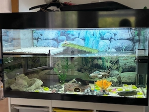 Schildkröten Aquarium