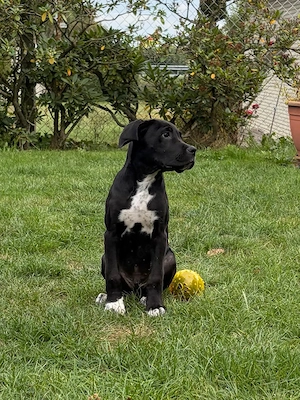 Cane Corso -Bernhardiner Mischling 