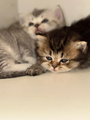    Nur noch 2 süße Kitten suchen ein liebevolles Zuhause!   
