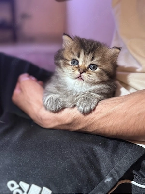 kitten abzugeben
