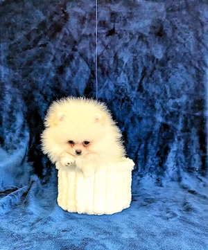 Pomeranian  Zwergspitz Hündin 