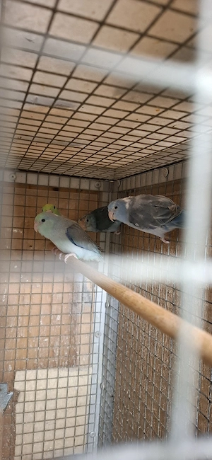 Sperlingpapagein 