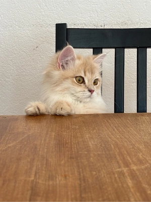 Britisch Kurzhaar Katze