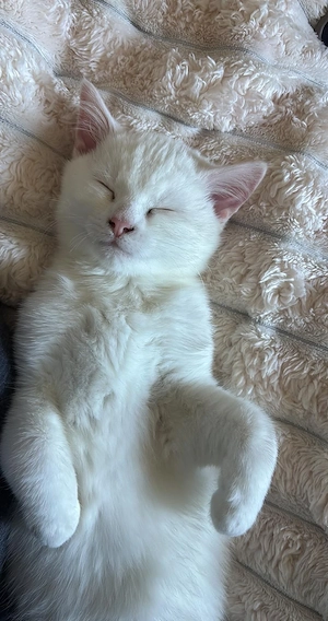  Süßer Türkisch-Angora-Maine-Coon-Mix Kater sucht liebevolles Zuhause 