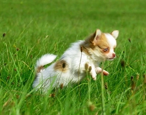 Auszugsbereit: Typvolle robuste Chihuahua Welpen Hündinnen Sable Creme Schecke Kinderlieb