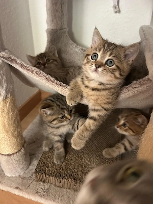 7 Wunderschöne BKH Kitten abzugeben 