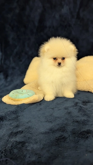 Zwergspitz Pomeranian Rüde 