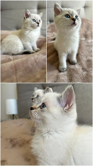 3 Wunderschöne Heilige Birma   Ragdoll x BKH Kitten ab dem 02.10 abzugeben