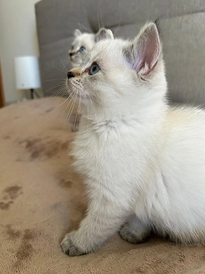 2 Wunderschöne Heilige Birma   Ragdoll x BKH Kitten abgabebereit 
