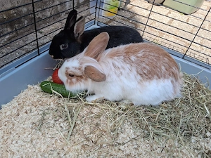 Zwergkaninchen 