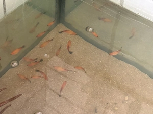 Platy Fische 