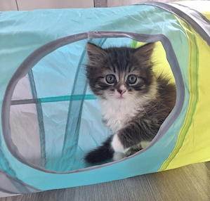 Reinrassige sibirische Waldkatze Kitten