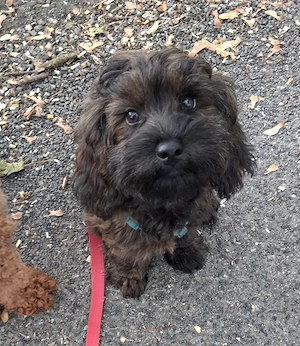 Havapoo Havaneser Toypudel ähnlich Maltipoo Cockapoo